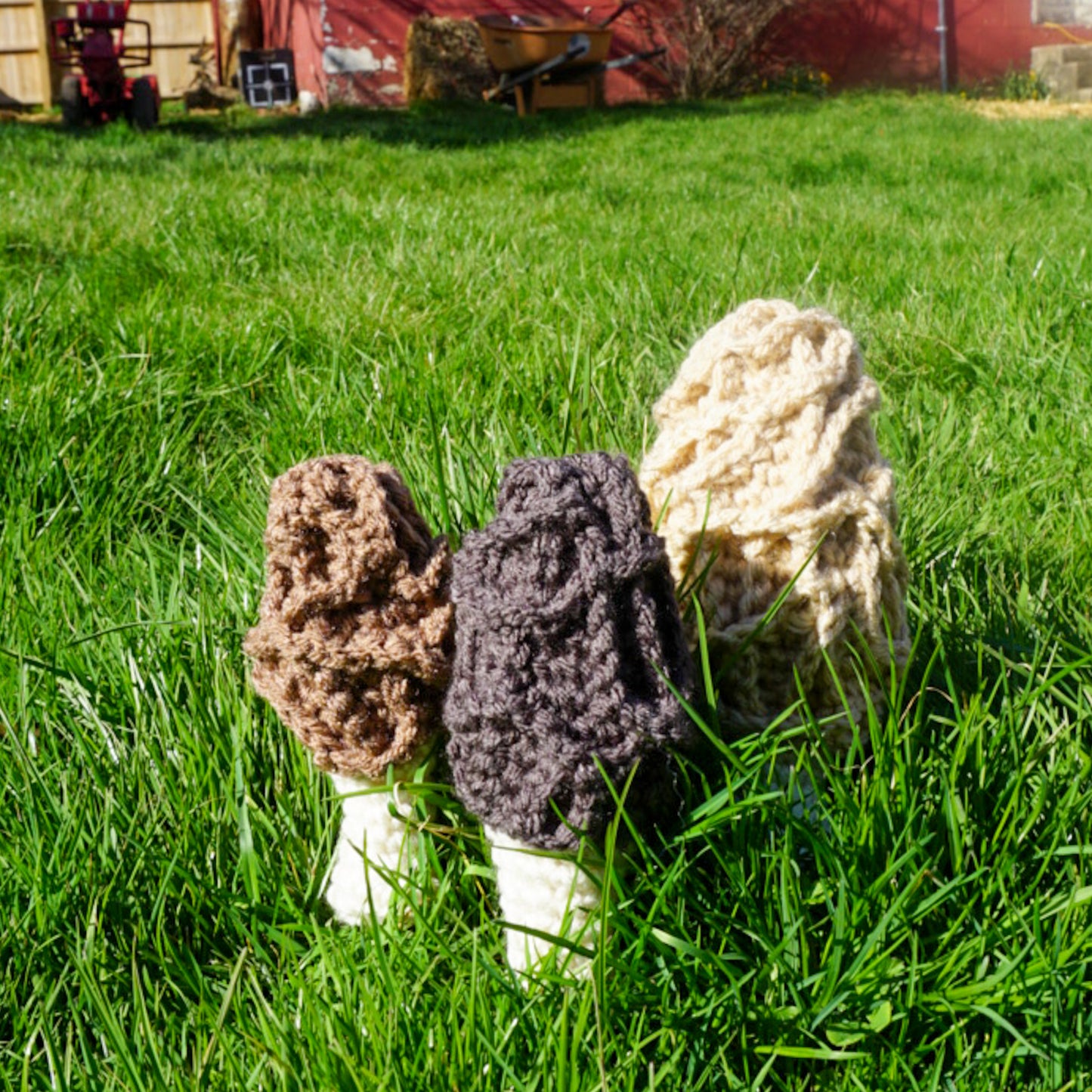 Morel Mushrooms Gift