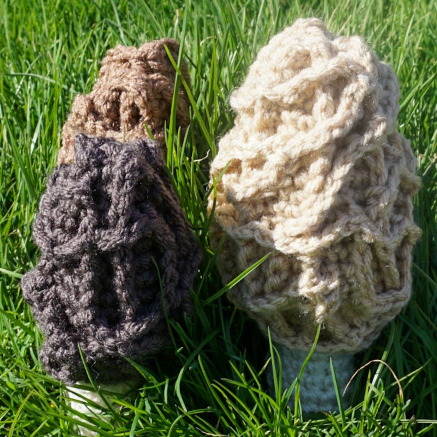 Morel Mushrooms Gift